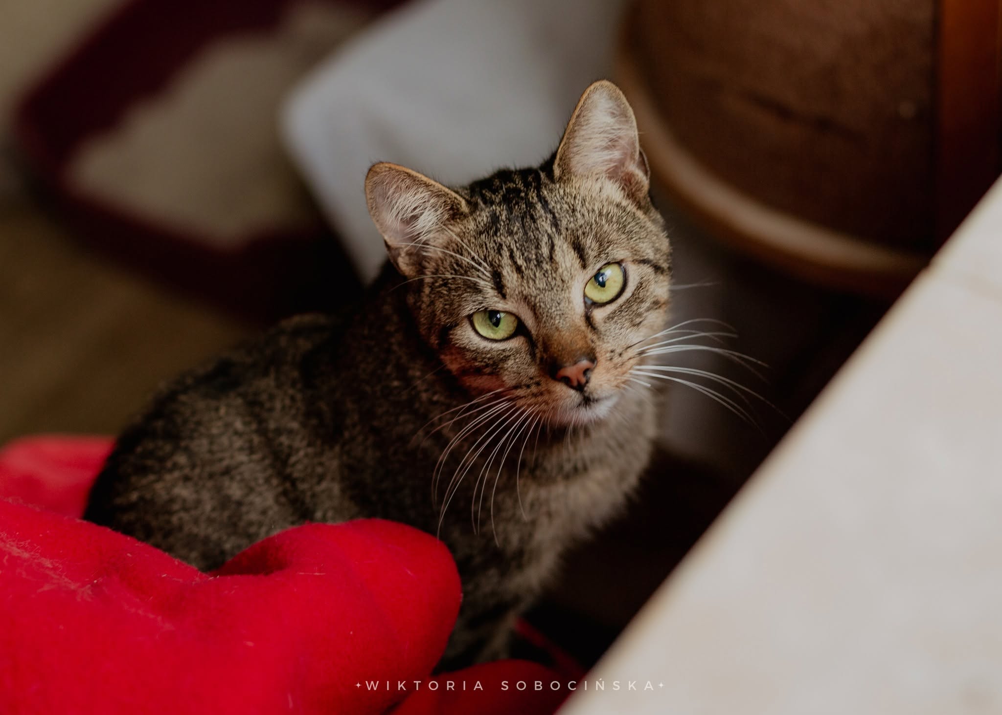 Kot Pat
